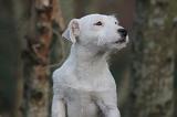 PARSON RUSSEL TERRIER 250